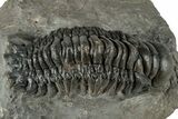 Detailed Crotalocephalina Trilobite - Atchana, Morocco #345023-1